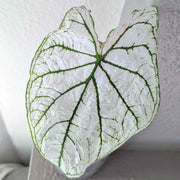 Caladium Mix Bulbs