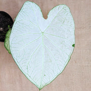 Caladium Mix Bulbs