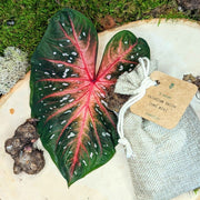 Caladium Mix Bulbs
