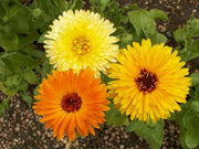 Pacific Beauty Calendula Seeds