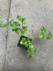 Giant Prague Celeriac (Apium graveolens var. rapaceum) Live Plants – Celery Root, Gourmet Vegetable
