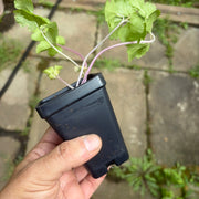 Chinese Pink Celery (Apium graveolens) Live Plants – Perennial Vegetable, Hardy to Zone 4