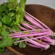 Chinese Pink Celery (Apium graveolens) Live Plants – Perennial Vegetable, Hardy to Zone 4