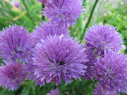 Onion Chive Seeds