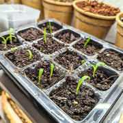 Chlorophytum Amaniense 'Fire Flash' Seeds