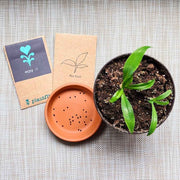 Chlorophytum Amaniense 'Fire Flash' Seeds
