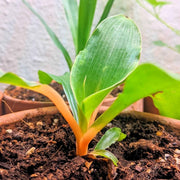 Chlorophytum Amaniense 'Fire Flash' Seeds