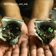 Chlorophytum Amaniense 'Fire Flash' Seeds