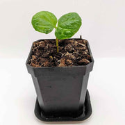 Coffea 'Coffee Plant' Seeds