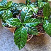 Coffea 'Coffee Plant' Seeds
