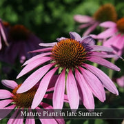 Purple Coneflower Live Plant – Echinacea purpurea – Native Pollinator Perennial – Zones 3–9