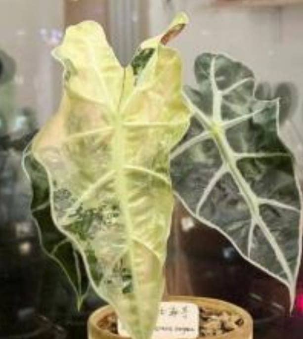 Alocasia &quot;Amazonica Polly Aurea&quot; - Golden Elephant Ear Plant