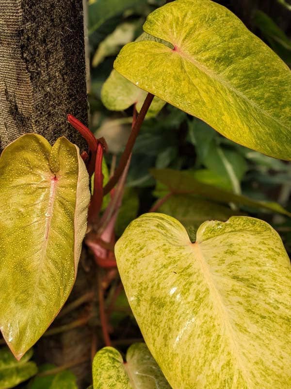 Philodendron Painted Lady