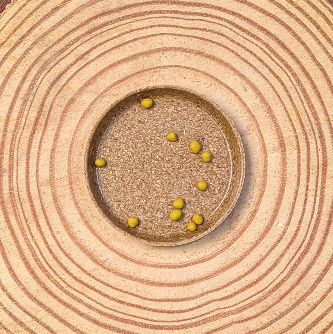 Dichondra Seeds