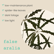 Dizygotheca elegantissima 'False Aralia' Seeds