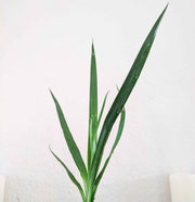Dracaena Draco 'Dragon Tree' Seeds