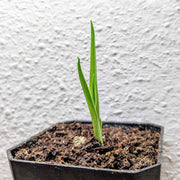 Dracaena Draco 'Dragon Tree' Seeds
