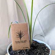 Dracaena Indivisa 'Spike' Seeds