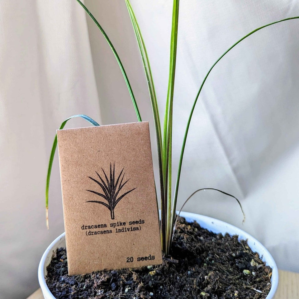 Dracaena Indivisa &