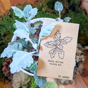 Dusty Miller Mix Seeds