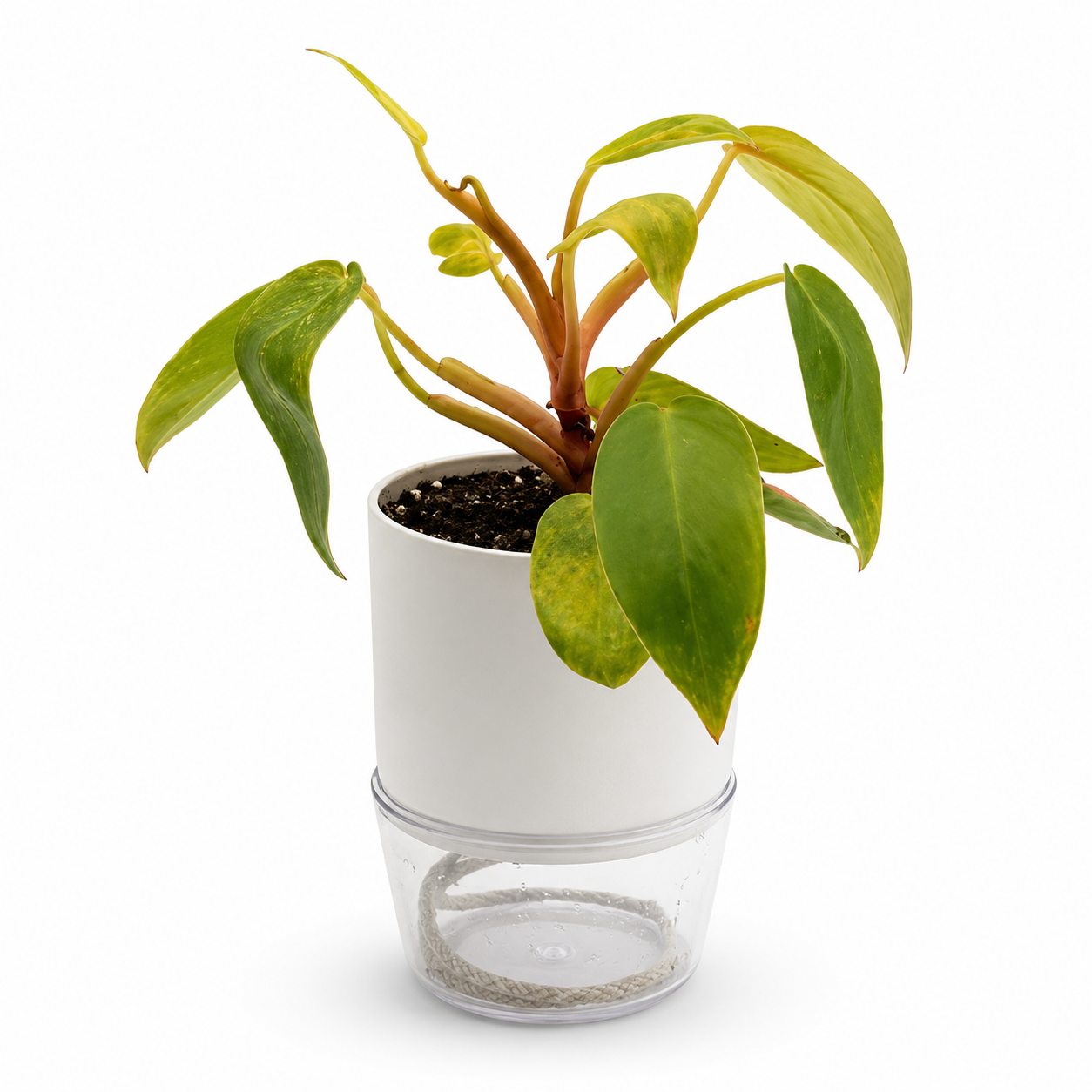 Philodendron Painted Lady – 4-Inch Pot – Nursery pot / 4" Pot