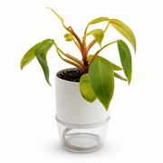 Philodendron Painted Lady – 4-Inch Pot – Nursery pot / 4" Pot