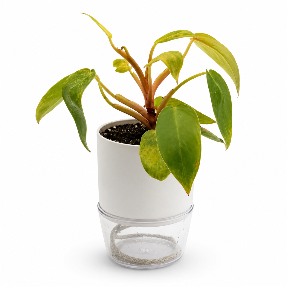 Philodendron Painted Lady – 4-Inch Pot – Nursery pot / 4" Pot
