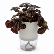Pilea Involucrata - Friendship Plant – 4-Inch Pot – 4" Pot / Nursery pot