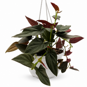 Syngonium 'Red Arrow' – 6-Inch Pot – 6" Pot / Hanging Planter
