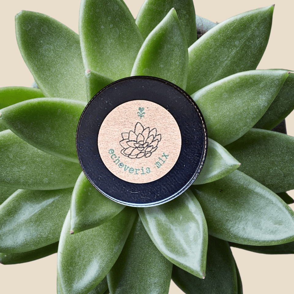 Echeveria Mix Seeds