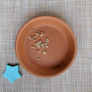 Echinacea Seeds
