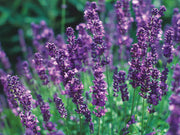 English Lavender Seeds