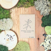 Eucalyptus Citriodora 'Lemon Eucalyptus' Seeds