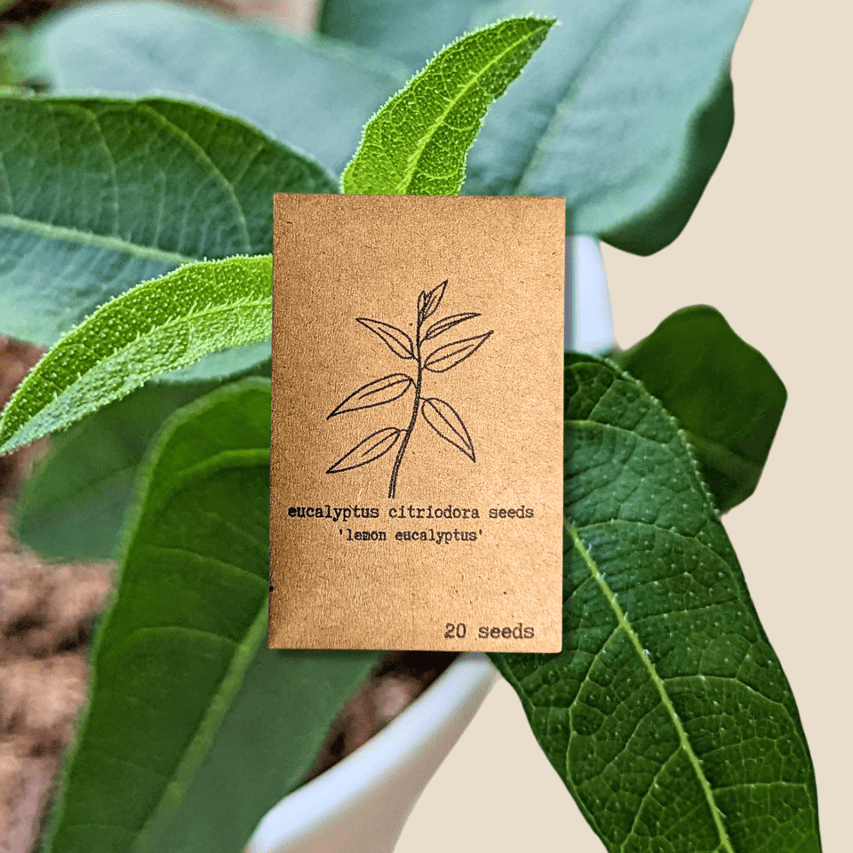 Eucalyptus Citriodora &