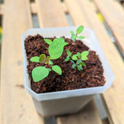 Eucalyptus Polyanthemos 'Silver Plate' Seeds