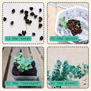 Eucalyptus Pulverulenta 'Baby Blue' Seeds