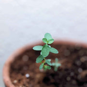 Eucalyptus Pulverulenta 'Baby Blue' Seeds