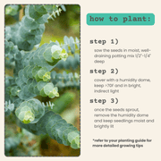 Eucalyptus Pulverulenta 'Baby Blue' Seeds