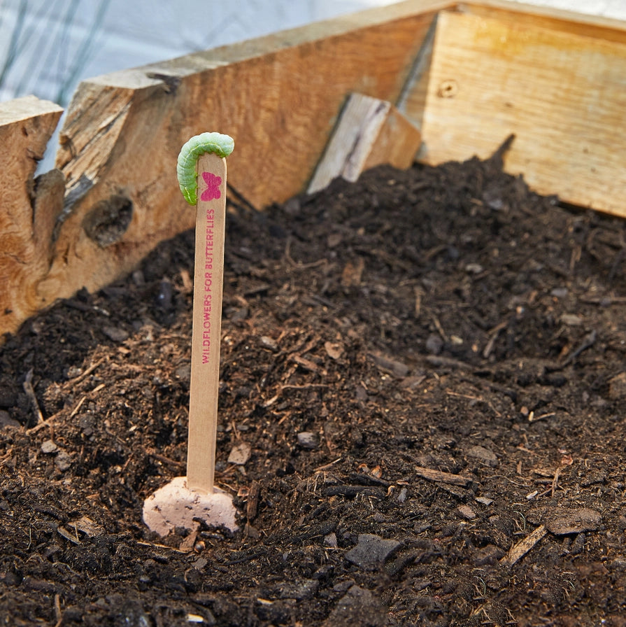 Garden Seed Pops - Organic Seeds