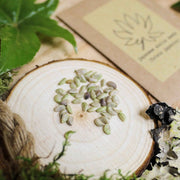 Fatsia Japonica 'Japanese Aralia' Seeds