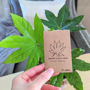 Fatsia Japonica 'Japanese Aralia' Seeds