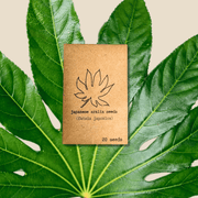 Fatsia Japonica 'Japanese Aralia' Seeds