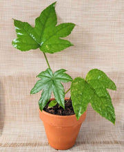 Fatsia Japonica 'Japanese Aralia' Seeds