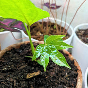 Fatsia Japonica 'Japanese Aralia' Seeds