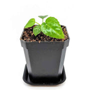 Fatsia Japonica 'Japanese Aralia' Seeds