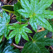 Fatsia Japonica 'Japanese Aralia' Seeds