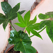 Fatsia Japonica 'Japanese Aralia' Seeds