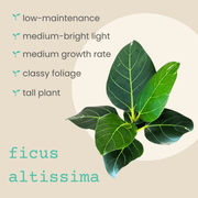 Ficus Altissima 'Lofty Fig' Seeds