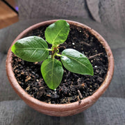 Ficus Altissima 'Lofty Fig' Seeds