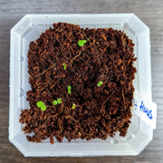 Ficus Altissima 'Lofty Fig' Seeds